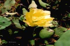 Opuntia elatior